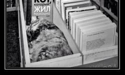 Кот жил роскошно