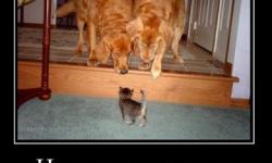 Новая лада спорт-купе!